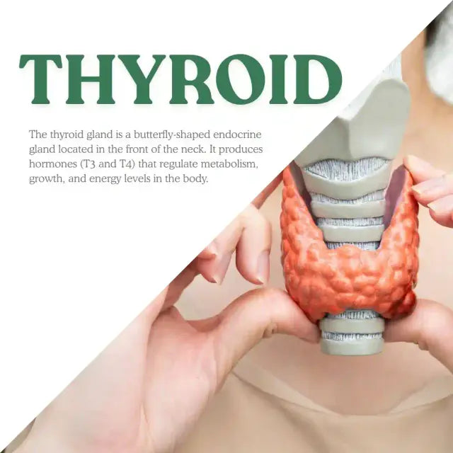 Ayurvedic Medicine for Thyroid